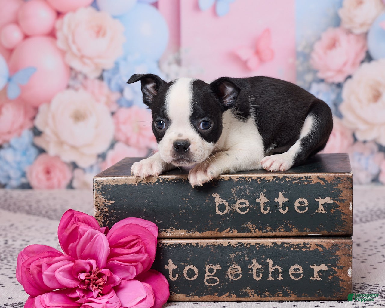 Boston Terrier dogs Violet - Ad 1
