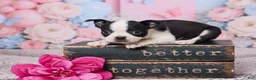 Boston Terrier dogs for sale: Violet - Ad 1