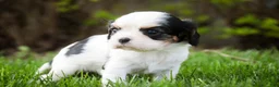 Cavalier King Charles Spaniel dogs for sale: Dottie - Ad 6