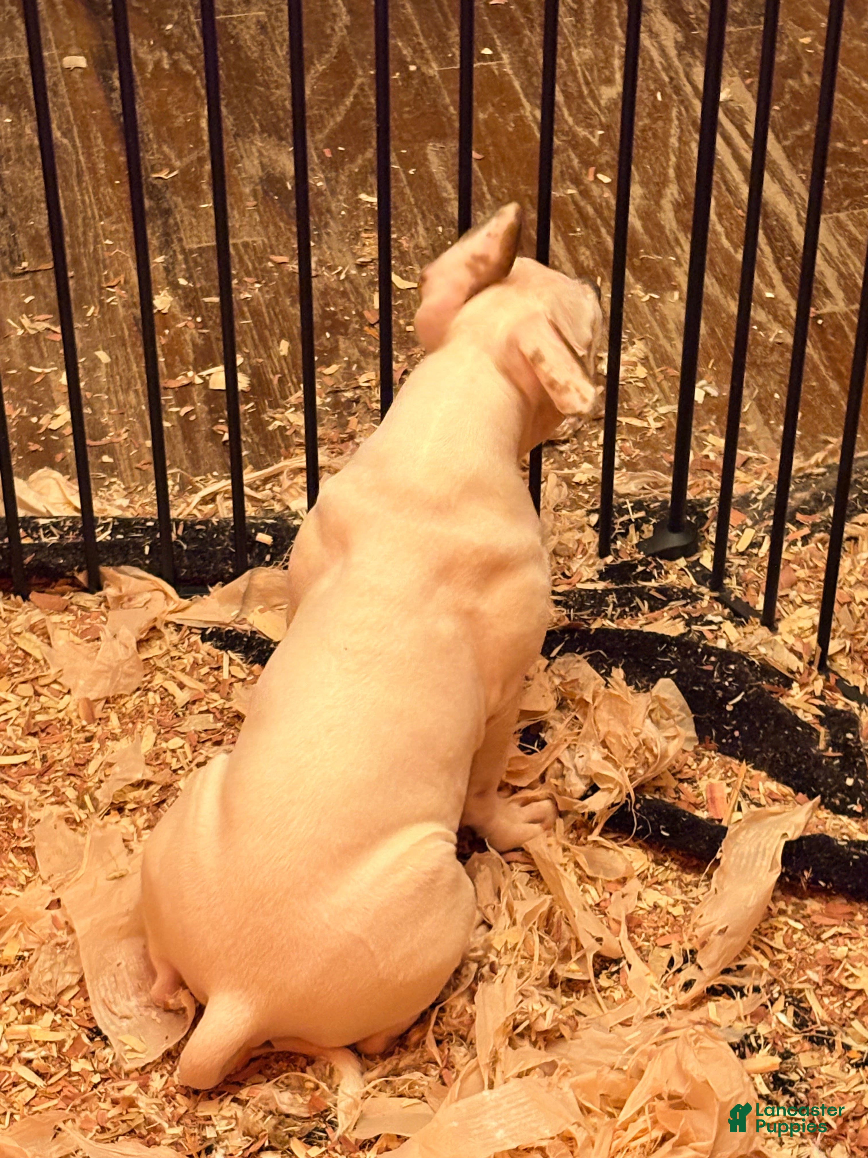 Mixed Breed dogs Mixed Breed 2 - Ad 2