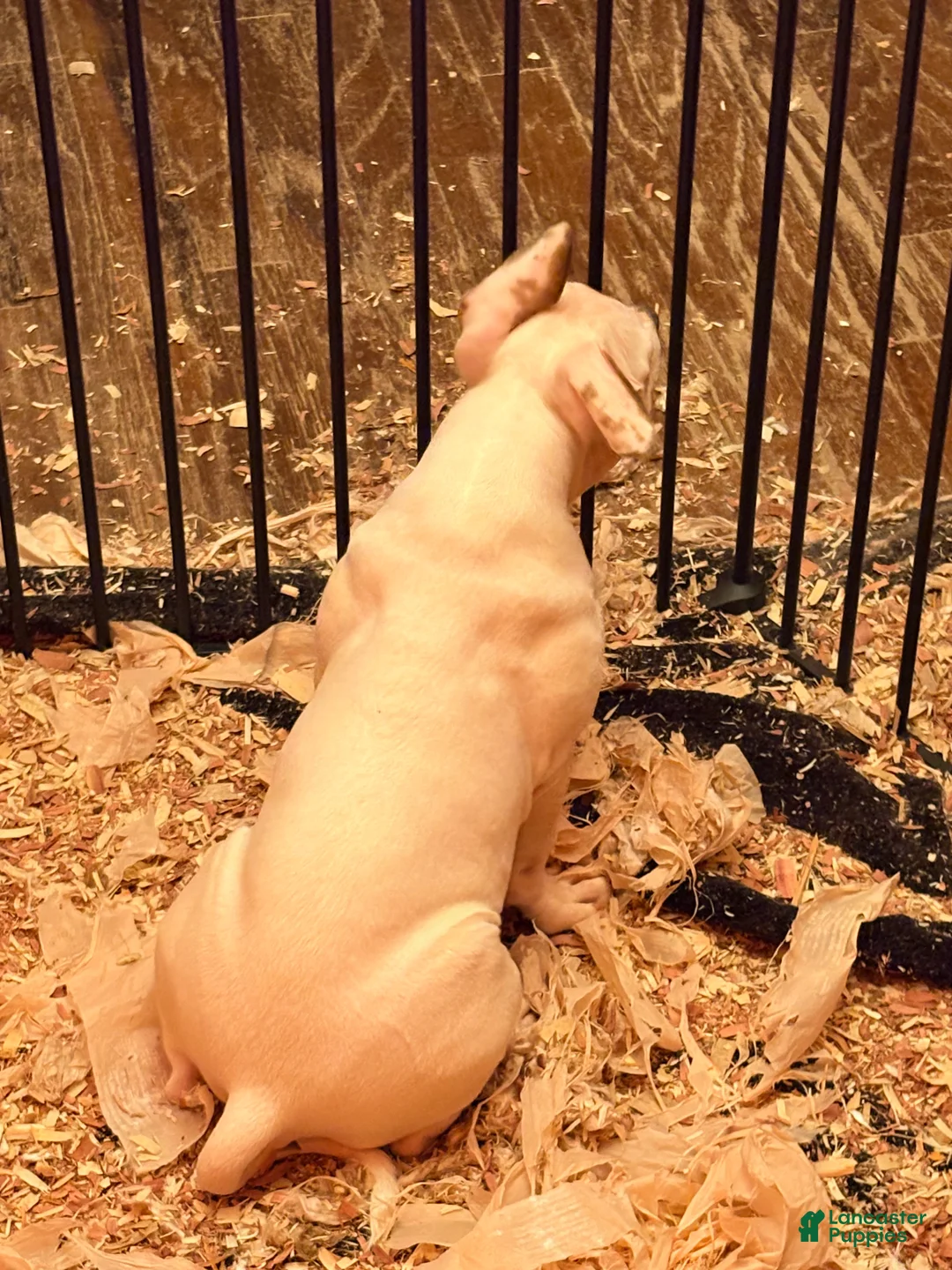 Mixed Breed dogs for sale: Mixed Breed 2 - Ad 2
