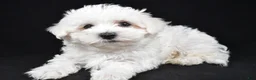 Maltese dogs for sale: Cooper - Ad 5