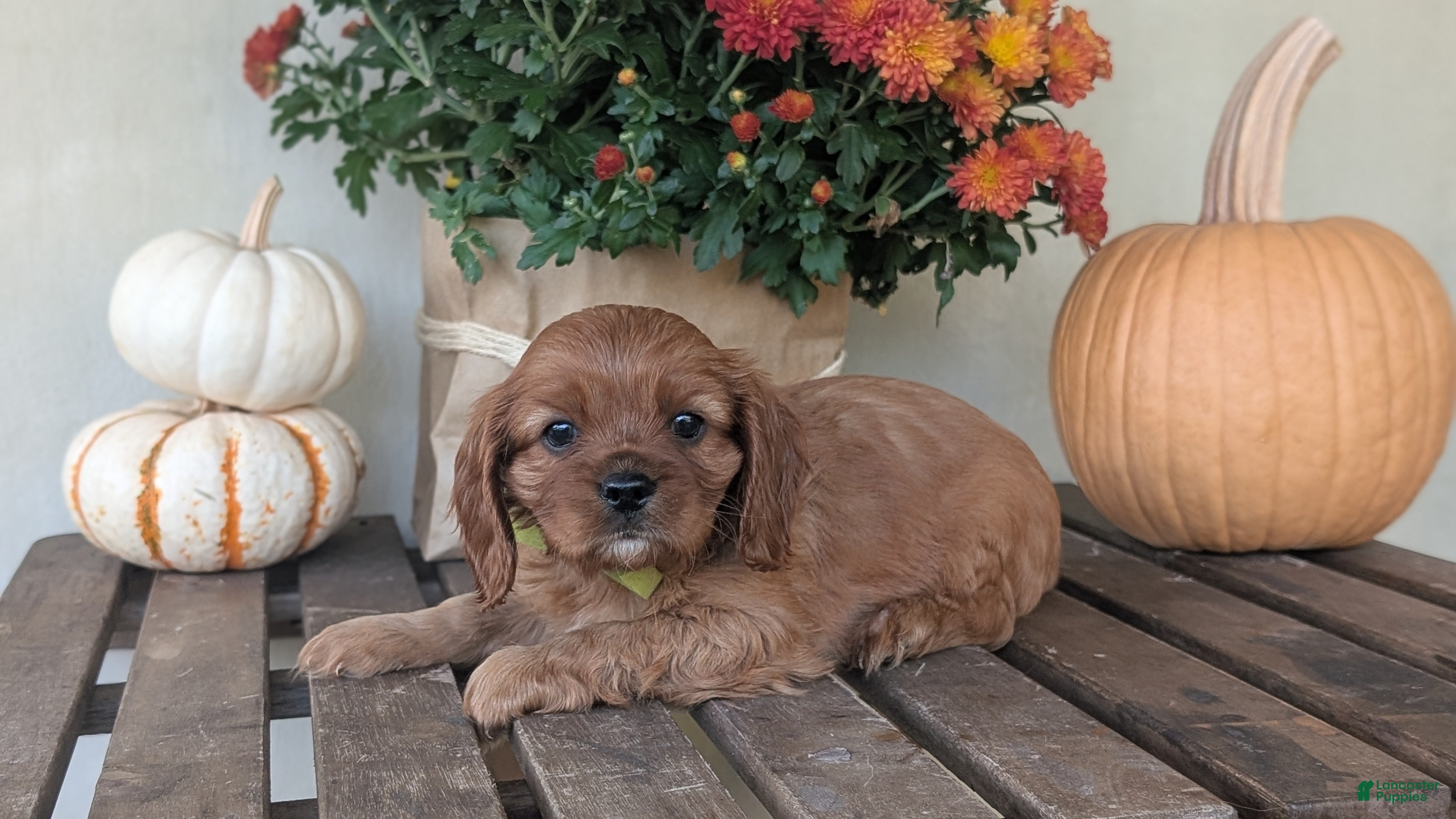 Cavalier King Charles Spaniel dogs Sandy - Ad 1