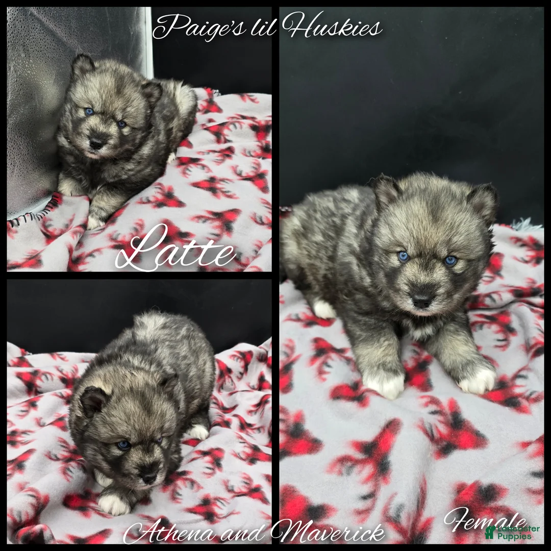 Siberian Husky dogs for sale: Latte  - Ad 3