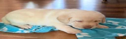 Labrador Retriever dogs for sale: Bear - Ad 1