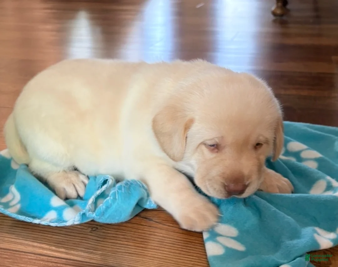 Labrador Retriever dogs for sale: Bear - Ad 1