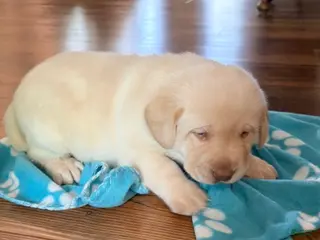 Labrador Retriever dogs for sale: Bear - Ad 2