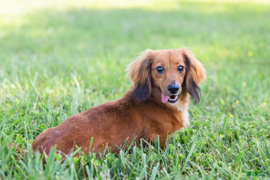 Miniature Dachshund dogs for sale: Bratwurst McSniffington - Ad 10