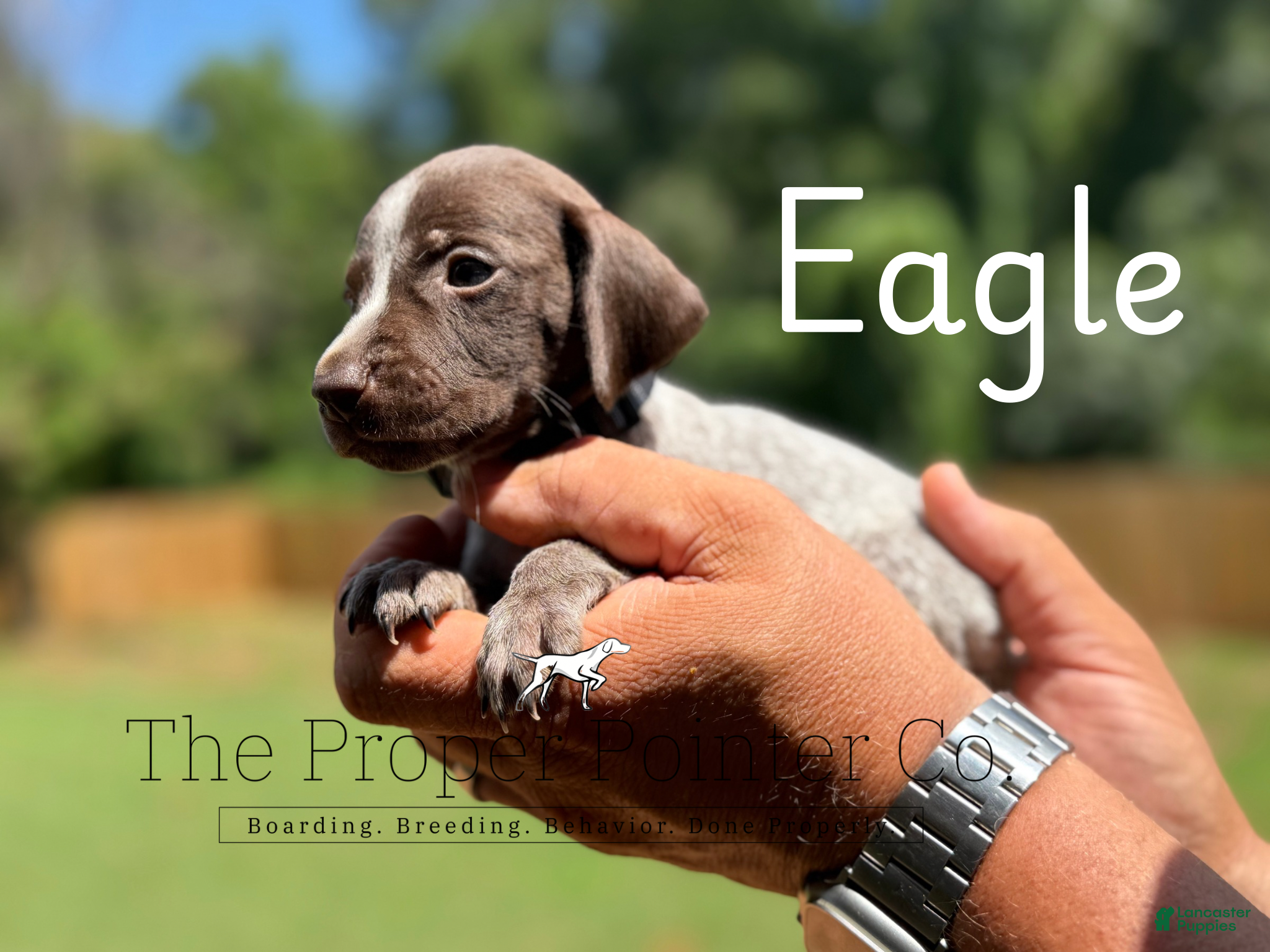German Shorthaired Pointer dogs Eagle  - Ad 1
