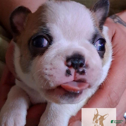 Boston Terrier dogs Sunfyre - Ad 19