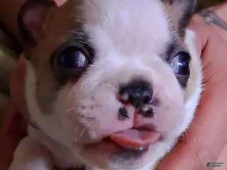 Boston Terrier dogs Sunfyre - Ad 19