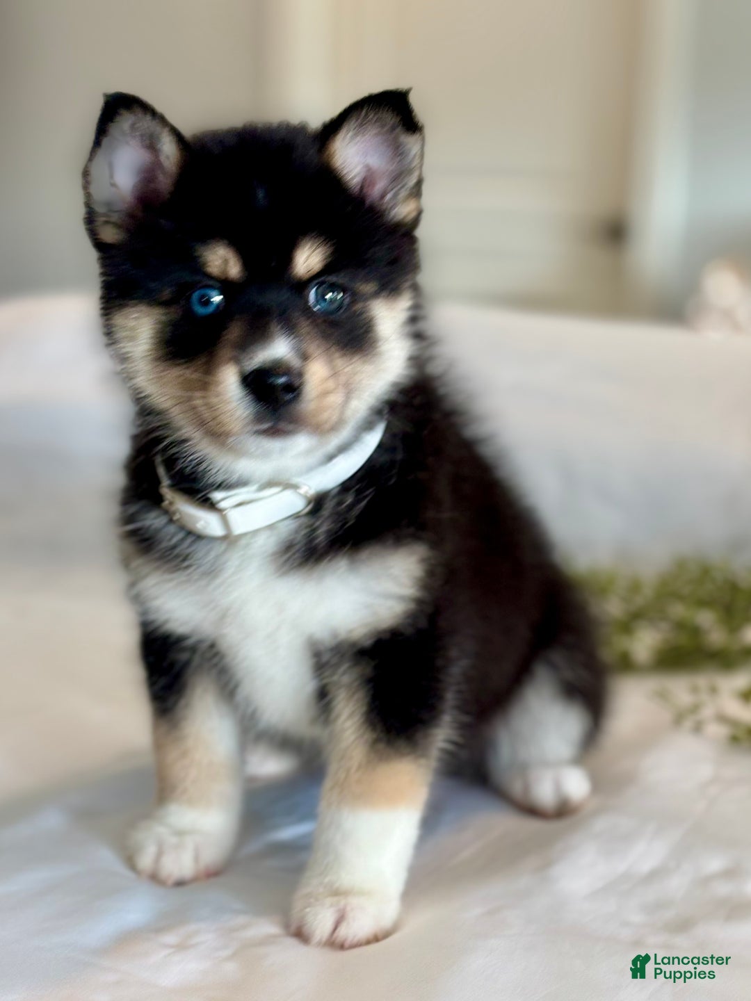 Pomsky dogs for sale: Flash Pomsky Puppy 1 - Ad 2