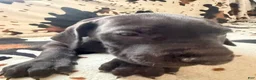 Great Dane dogs for sale: Brisket - Ad 15