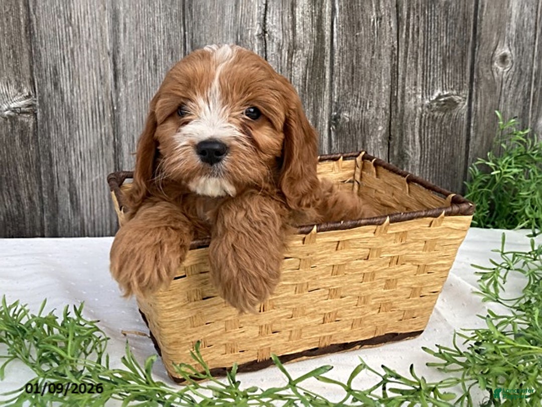 Cavapoo dogs for sale: Finley - Ad 2