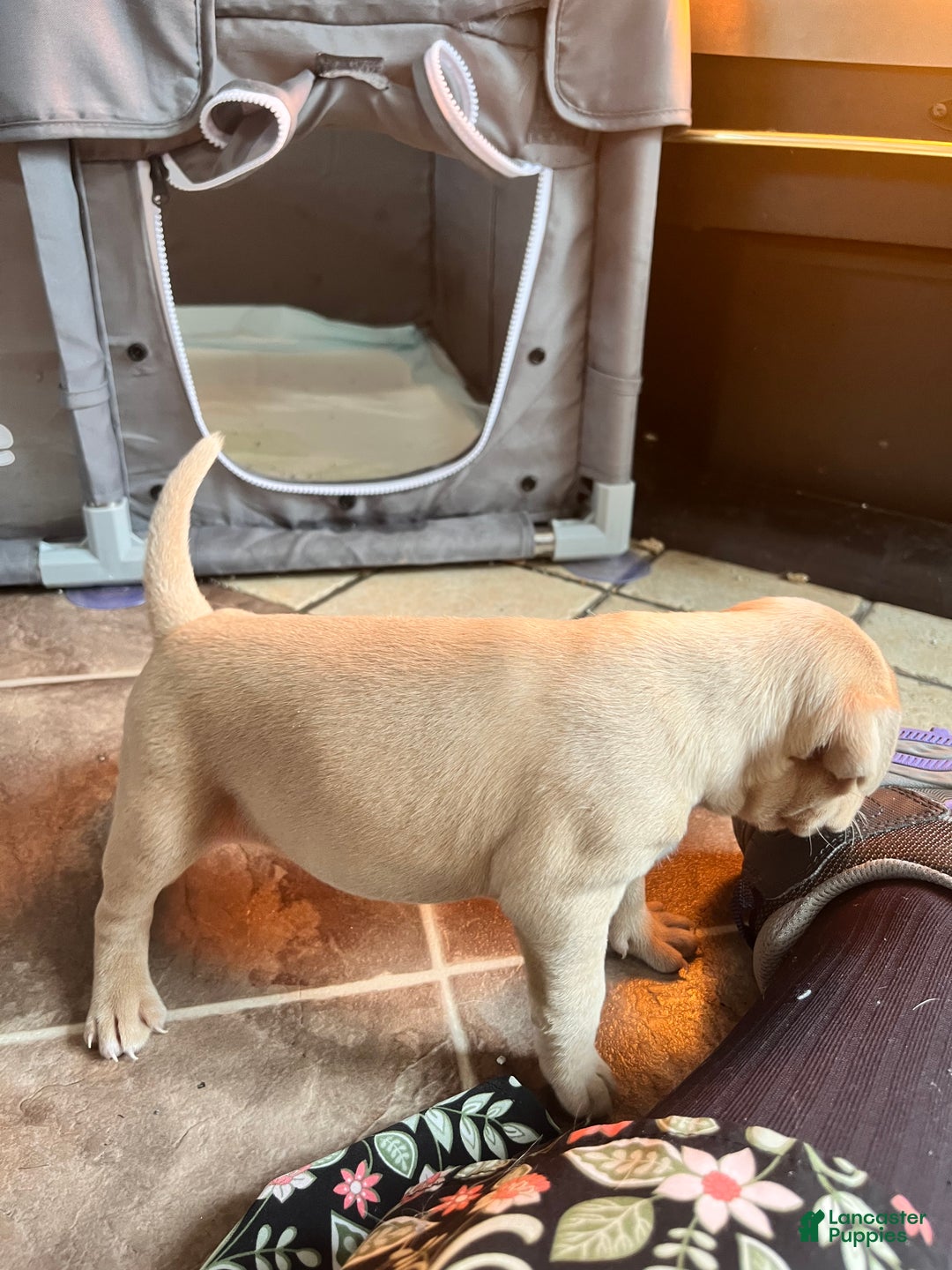 Rat Terrier dogs for sale: Flora - Ad 5