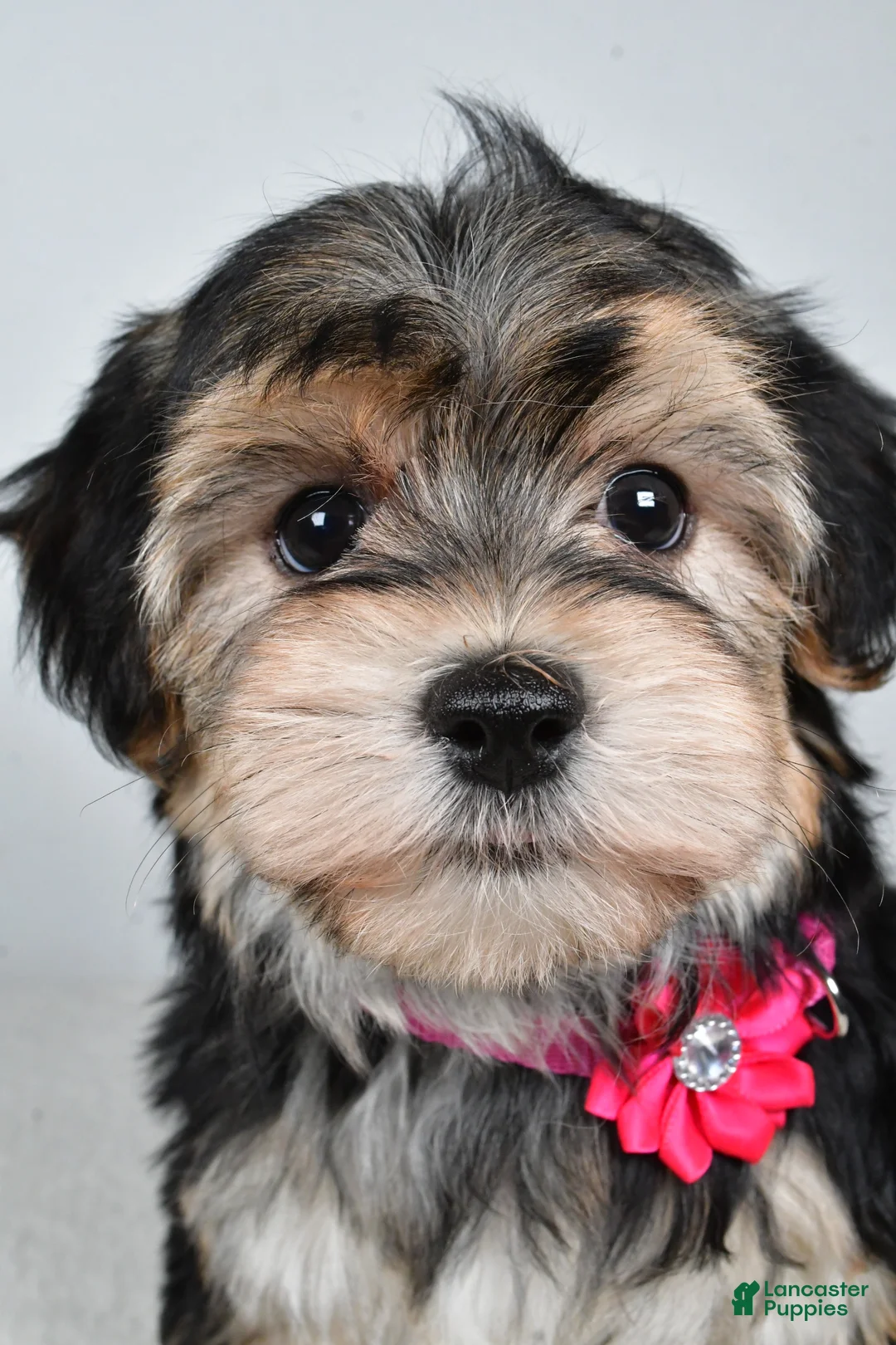 Morkie dogs for sale: Roxy - Ad 7