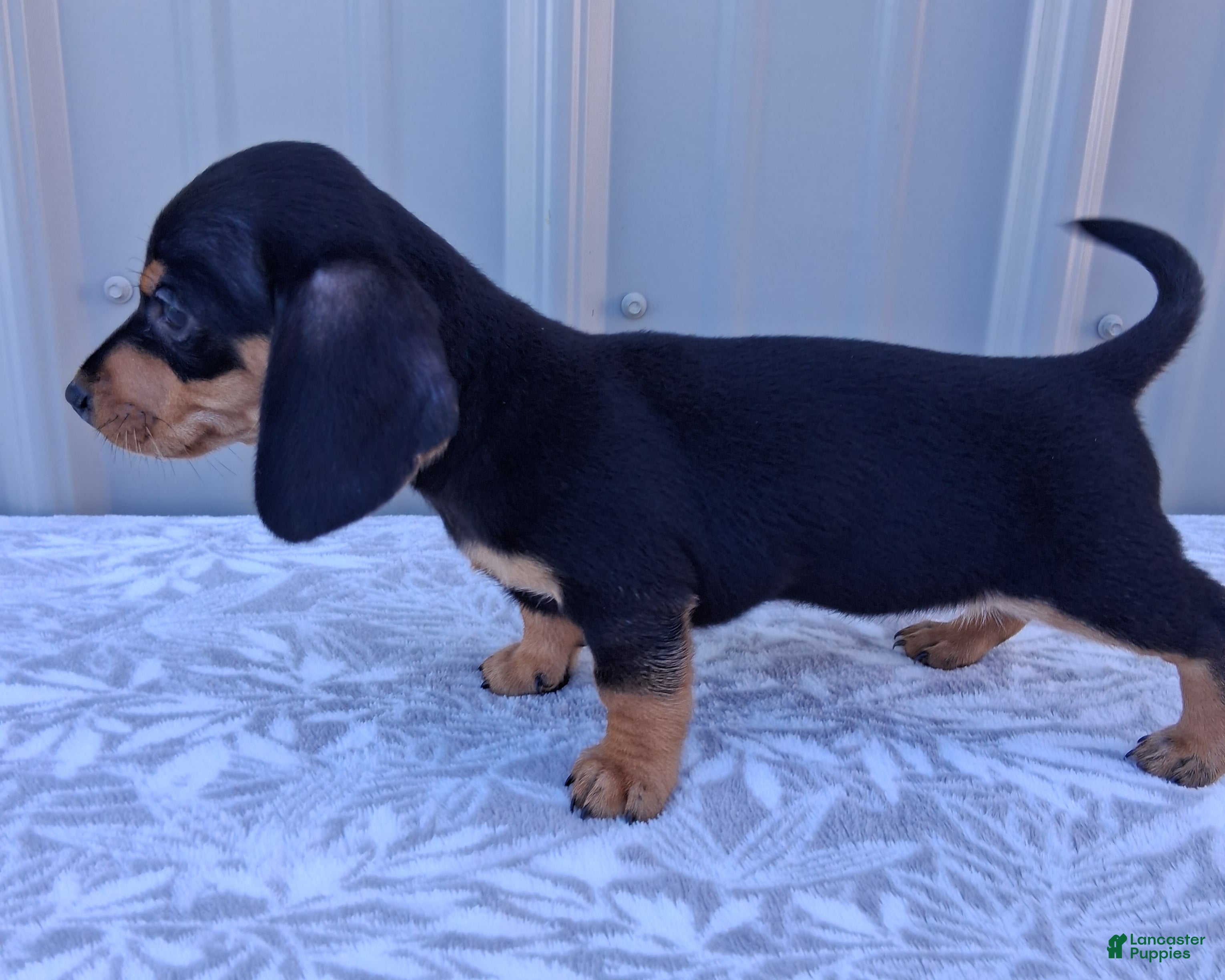 Miniature Dachshund dogs Ellie - Ad 2