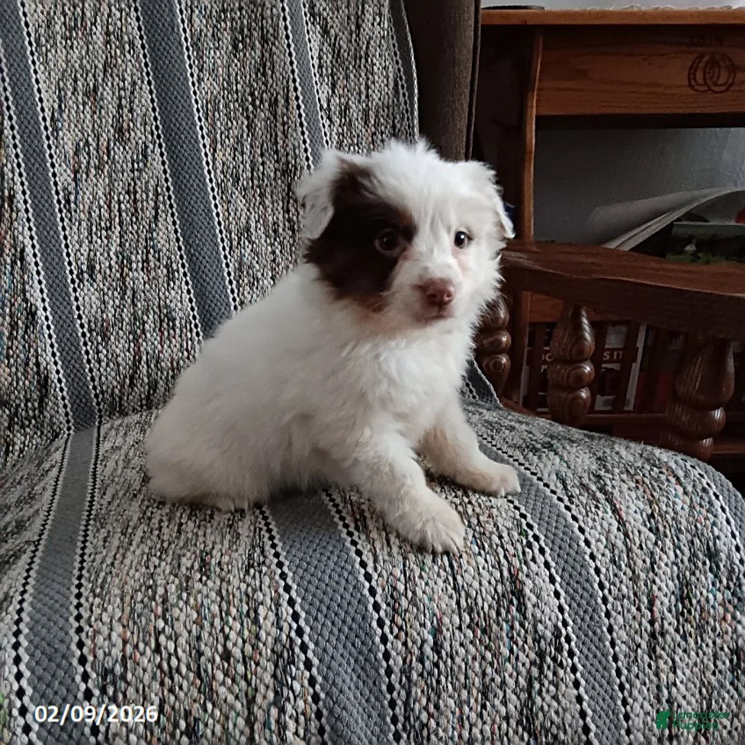 Miniature Australian Shepherd dogs for sale: Maple   - Ad 3