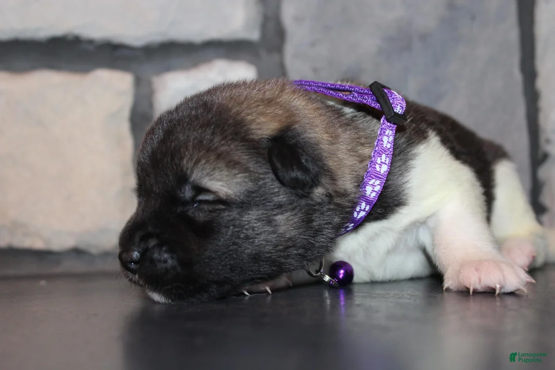 Akita dogs for sale: AKC Kuma - Ad 8