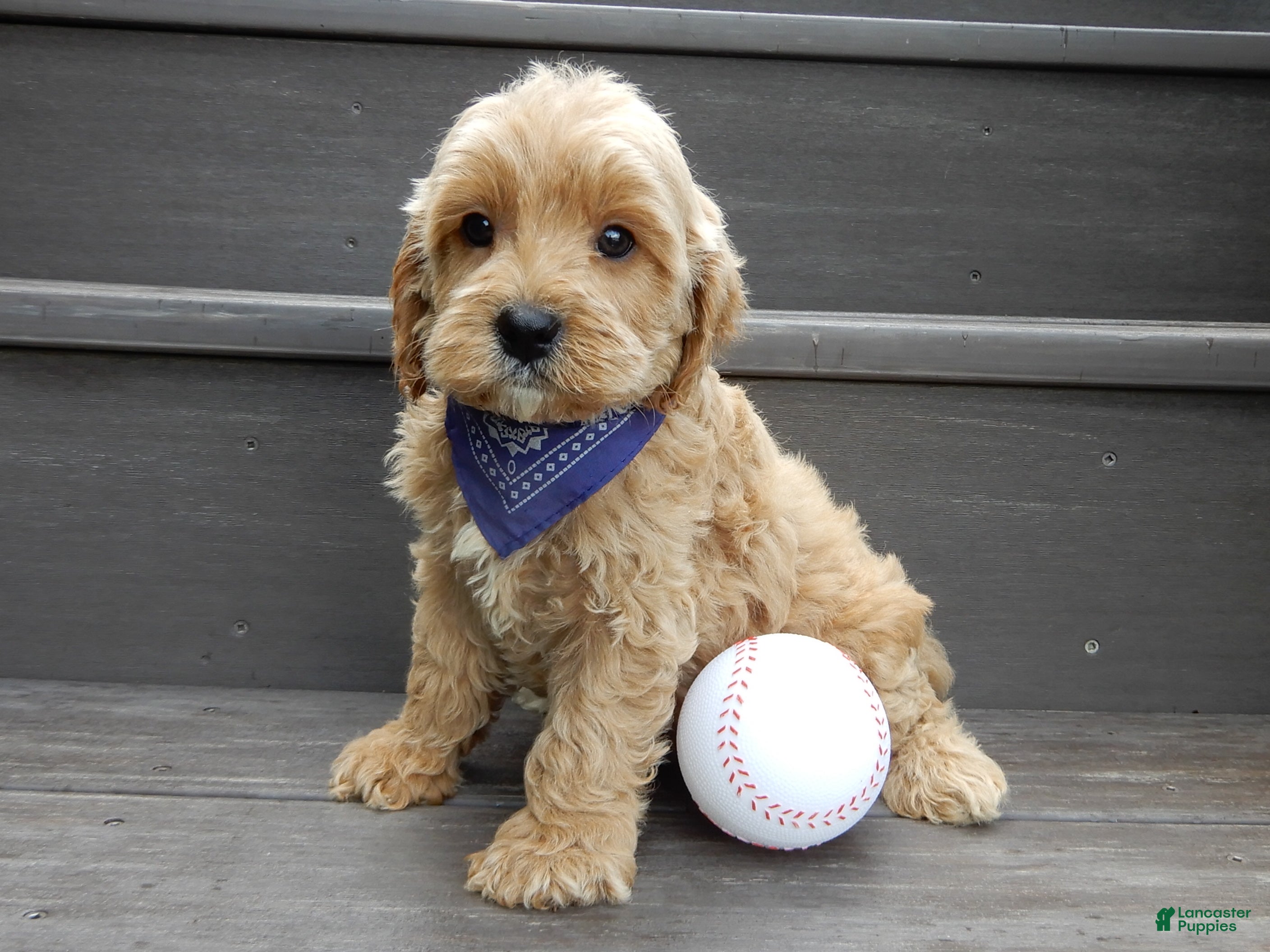 Cavapoo dogs Lance - Ad 2