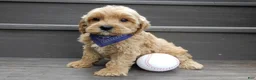 Cavapoo dogs for sale: Lance - Ad 2