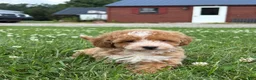 Mini Goldendoodle dogs for sale: Remi - Ad 1