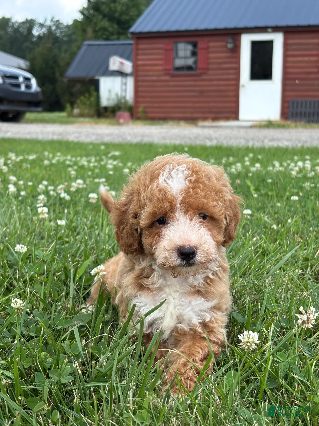 Mini Goldendoodle dogs for sale: Remi - Ad 1
