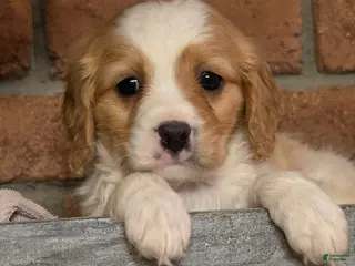 Cavapoo dogs Reese - Ad 8