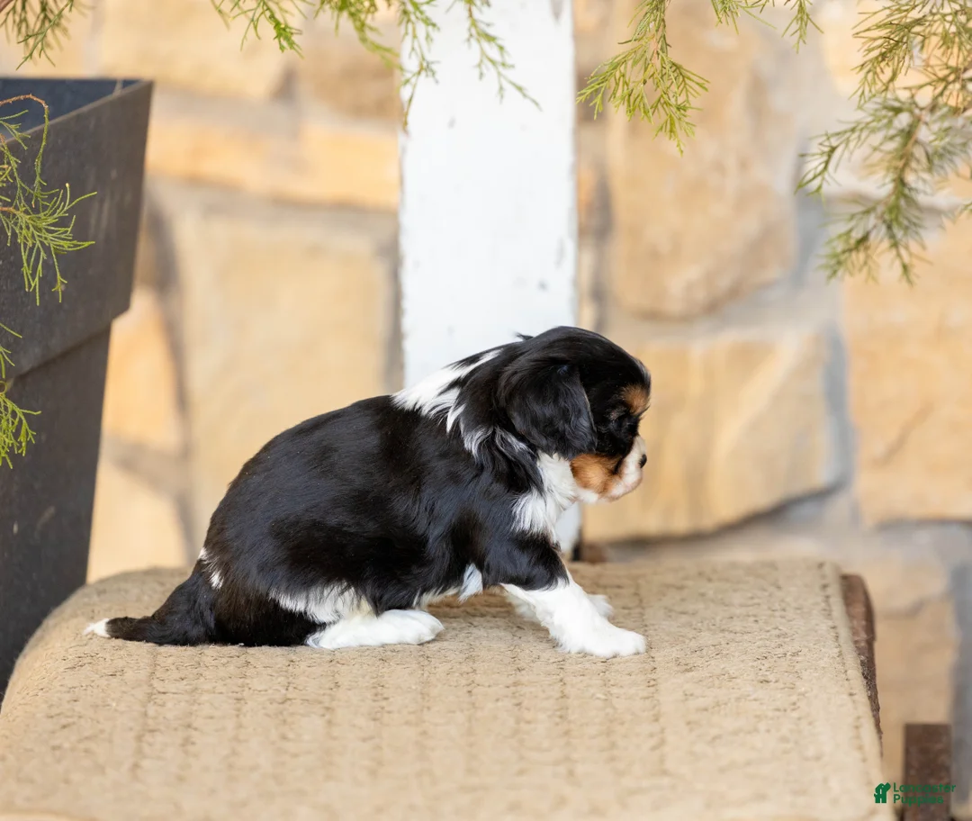 Cavalier King Charles Spaniel dogs for sale: AKC Winston  - Ad 2