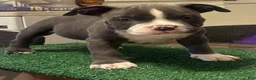 American Bully dogs for sale: American Bully 1 - Ad 2