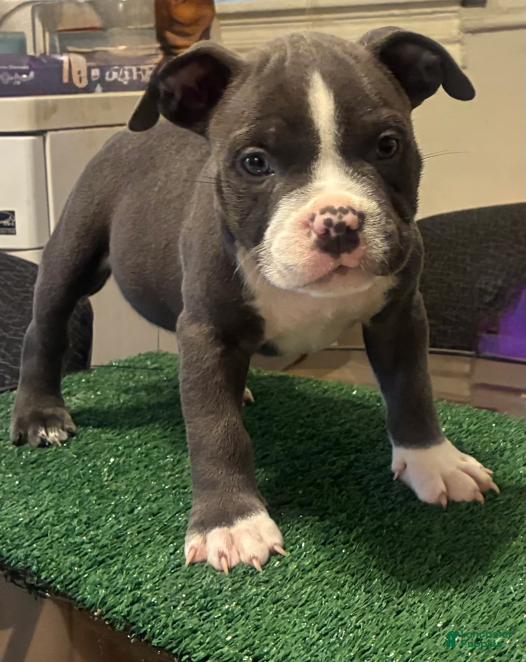American Bully dogs for sale: American Bully 1 - Ad 2