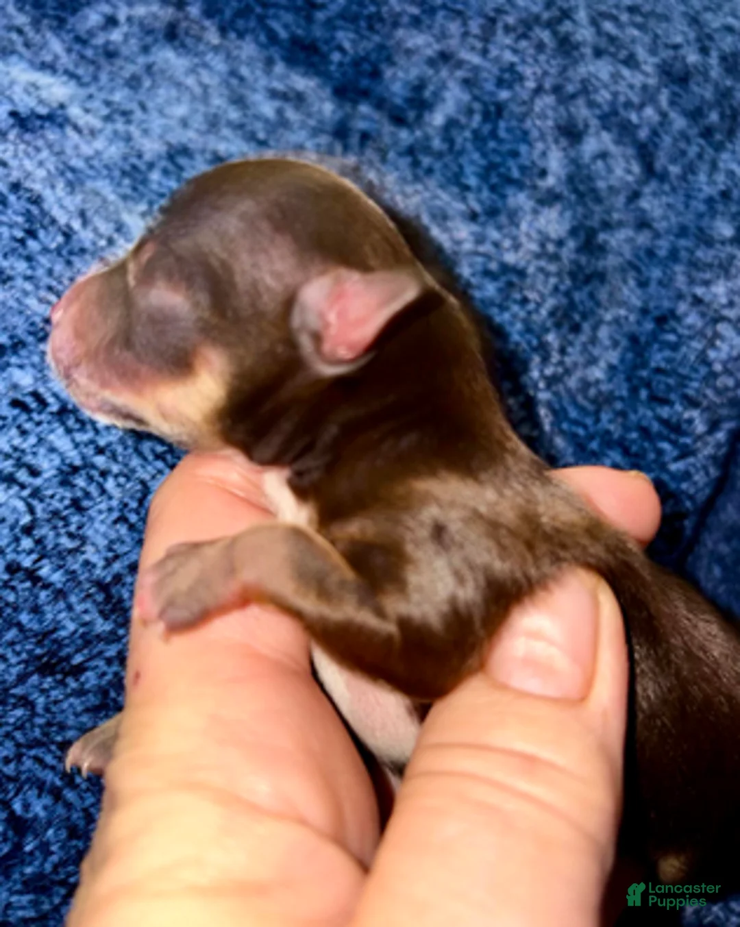 Pomeranian dogs for sale: Nadia - Ad 2