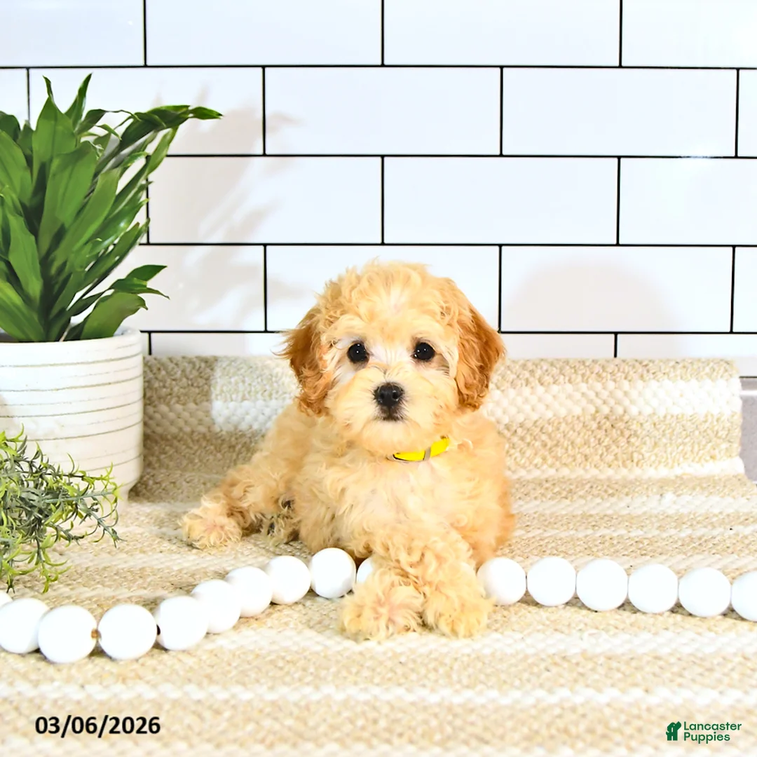 Cockapoo dogs for sale: Bo EXTRA SMALL - Ad 1