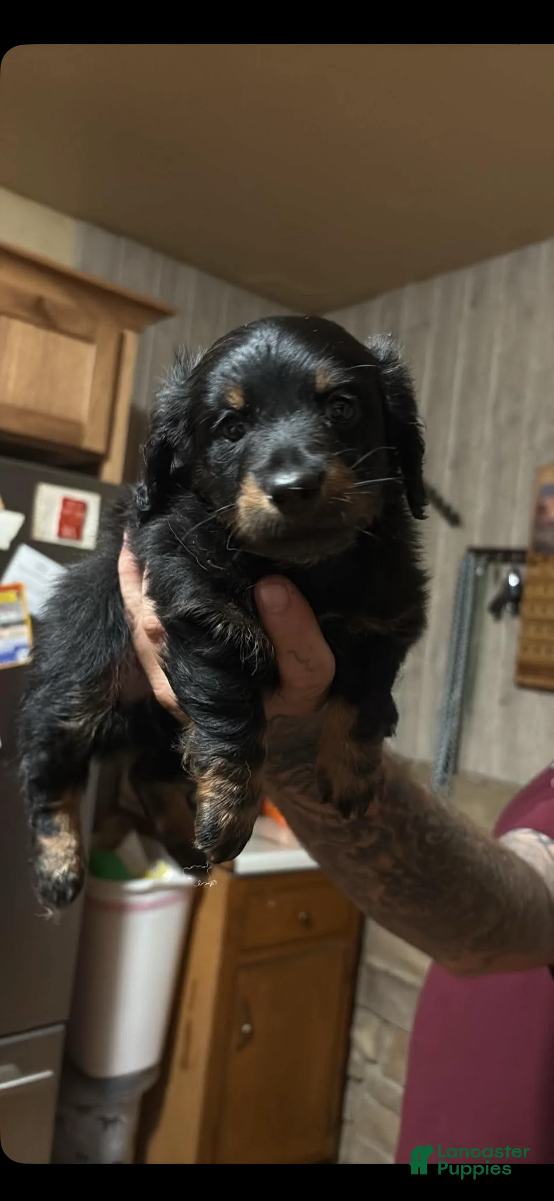 Miniature Dachshund dogs for sale: Miniature Dachshund Puppy 1 - Ad 2