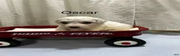 Bichon Frise dogs for sale: Bichon Frise 2 Oscar - Ad 1