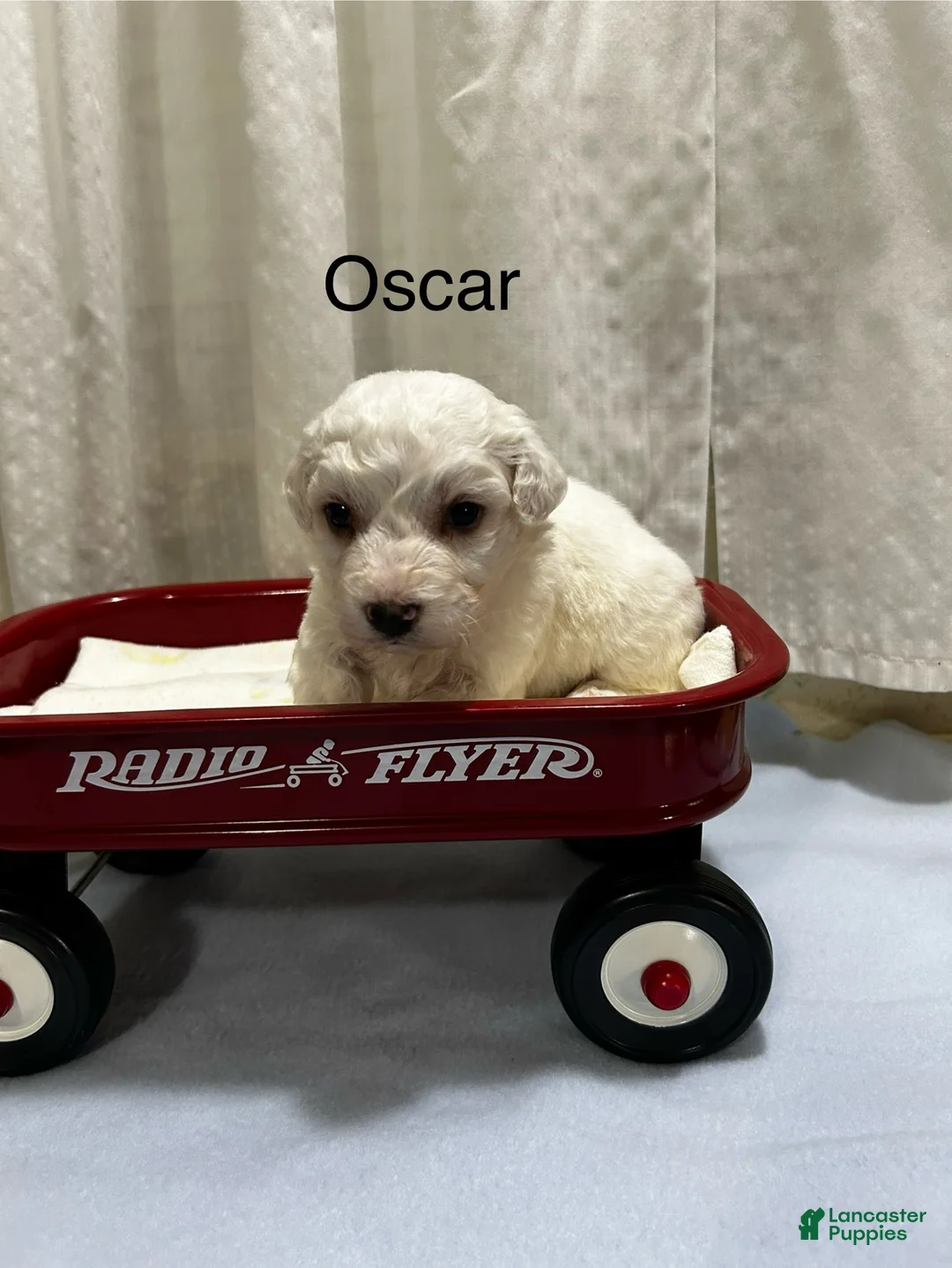 Bichon Frise dogs for sale: Bichon Frise 2 Oscar - Ad 1