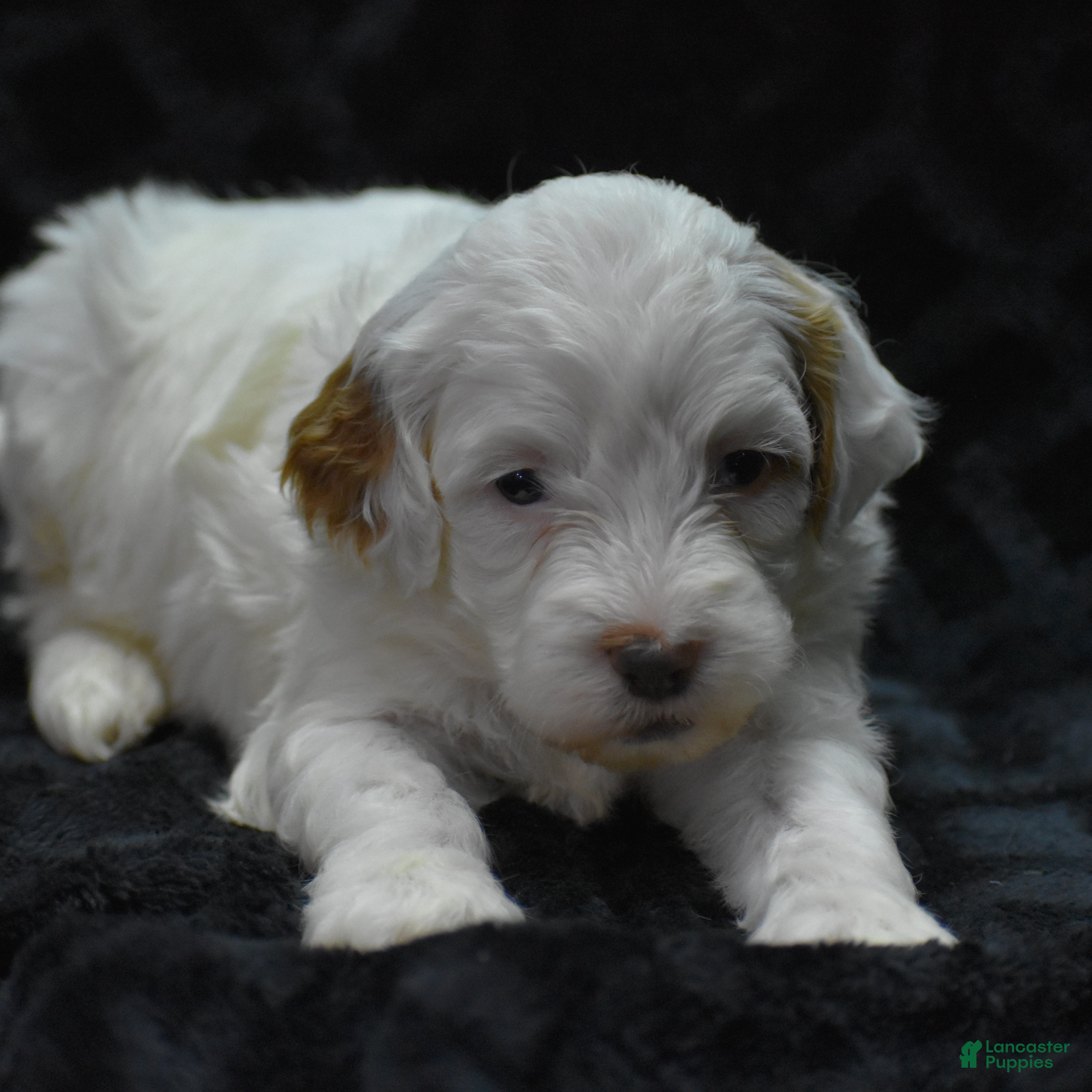 Mini Goldendoodle dogs Gaily - Ad 20