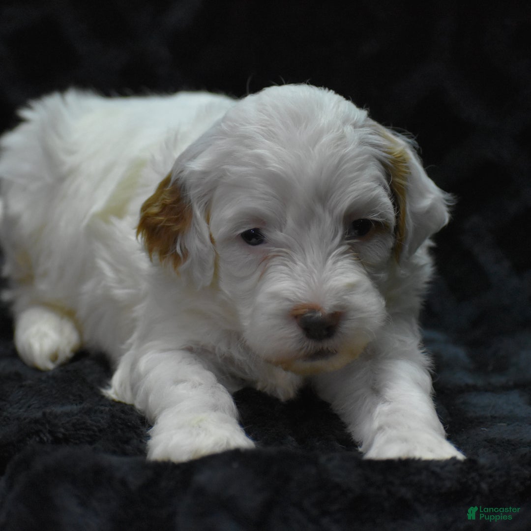 Mini Goldendoodle dogs for sale: Gaily - Ad 4