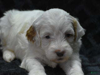 Mini Goldendoodle dogs Gaily - Ad 35