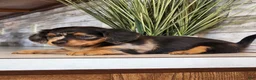 Miniature Dachshund dogs for sale: Macy - Ad 10