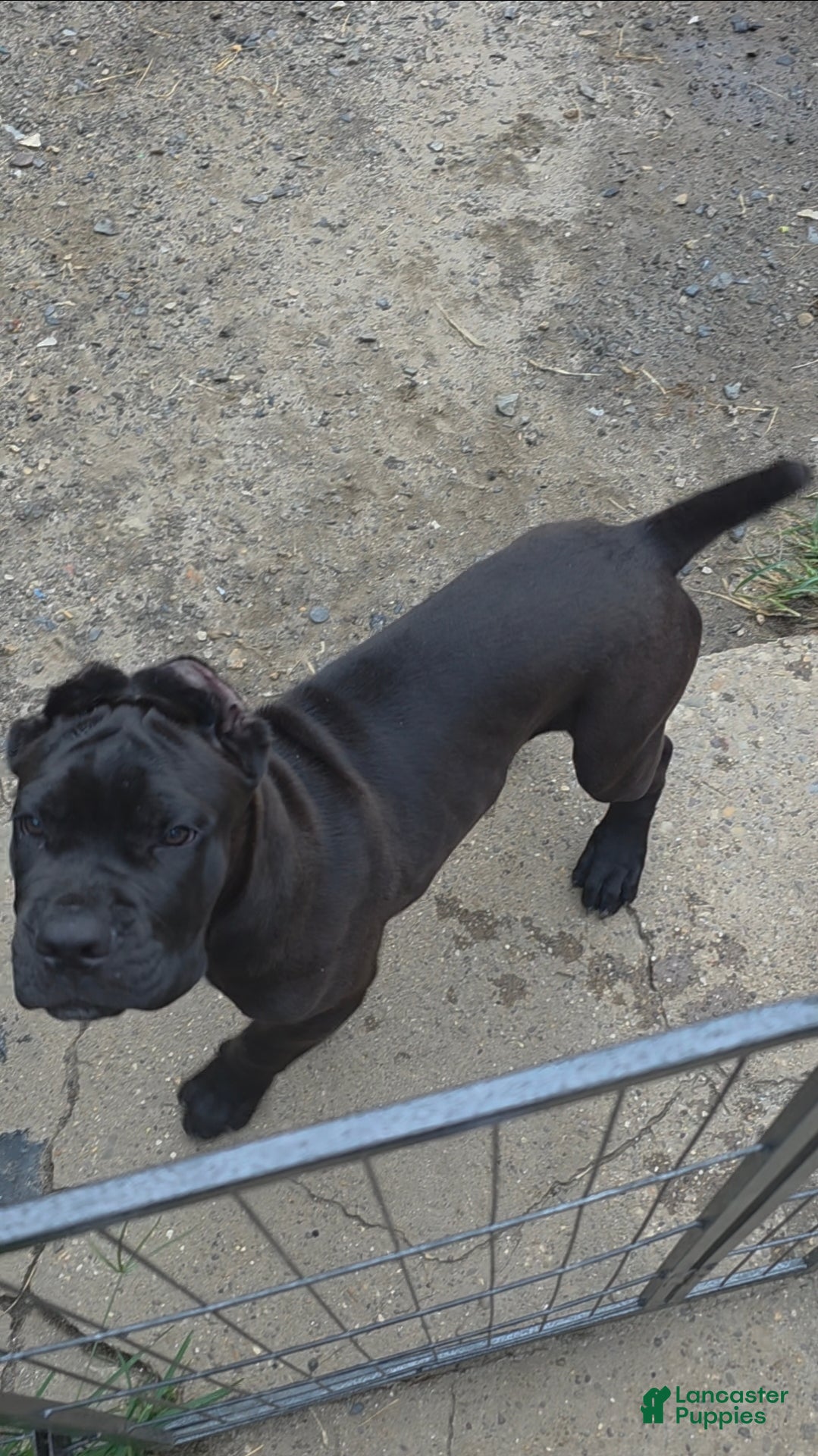 Cane Corso dogs Frankie - Ad 2