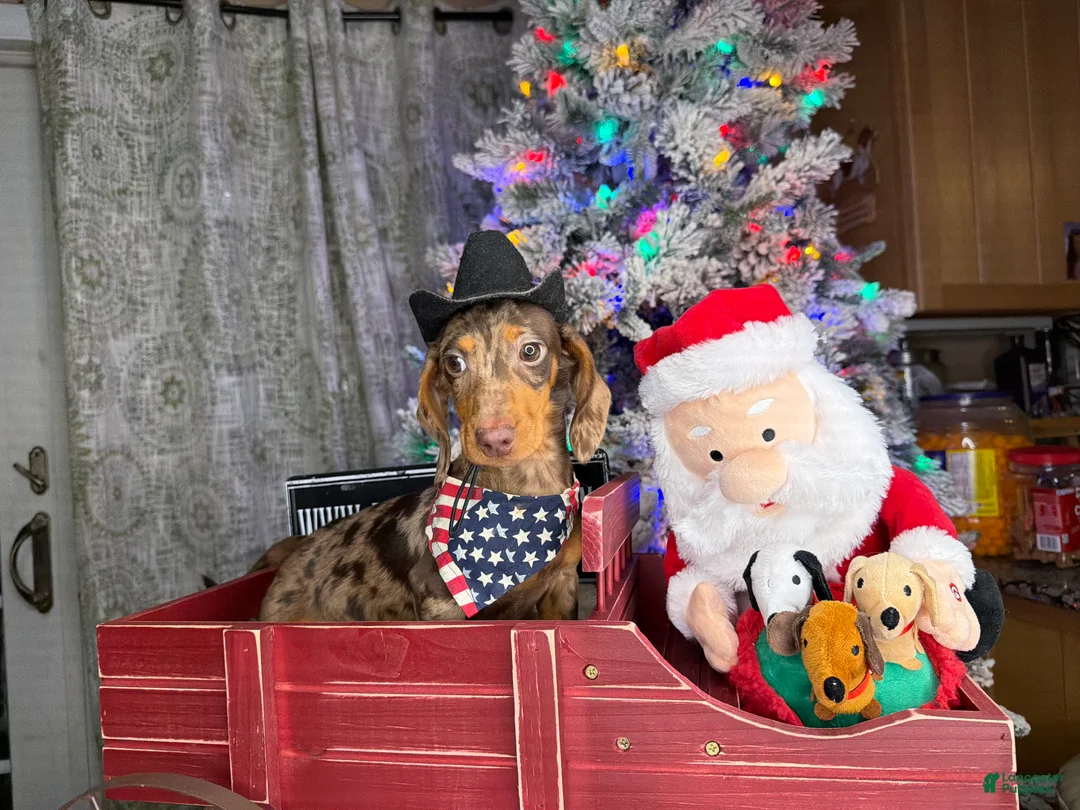 Miniature Dachshund dogs for sale: Rianna dappleShow boy - Ad 28