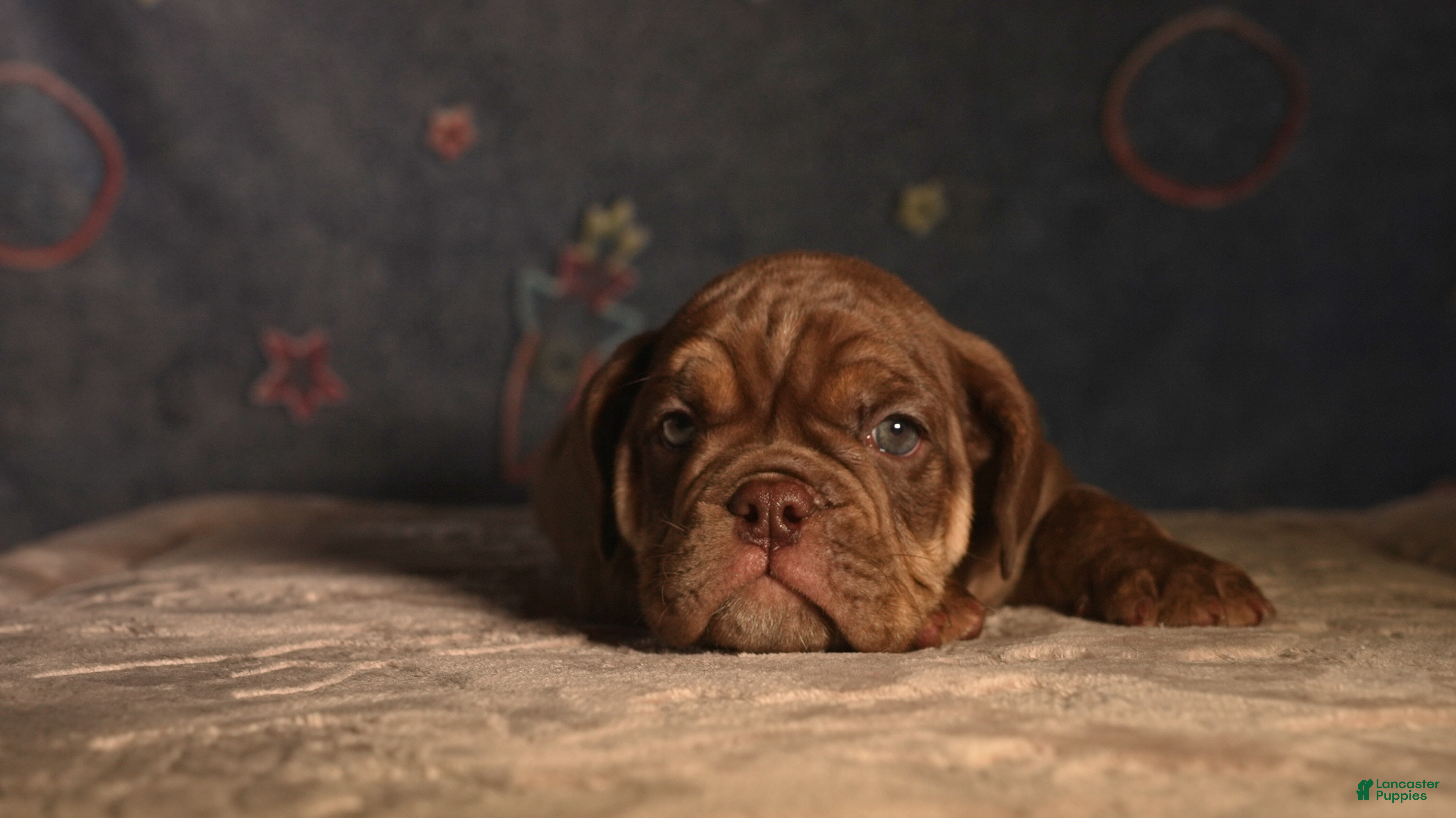 English Bulldog dogs Poseidon - Ad 1