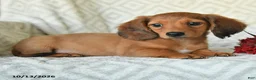 Miniature Dachshund dogs for sale: DeeDee - Ad 4