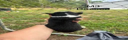 Mixed Breed dogs for sale: Mixed Breed 4 - Ad 10
