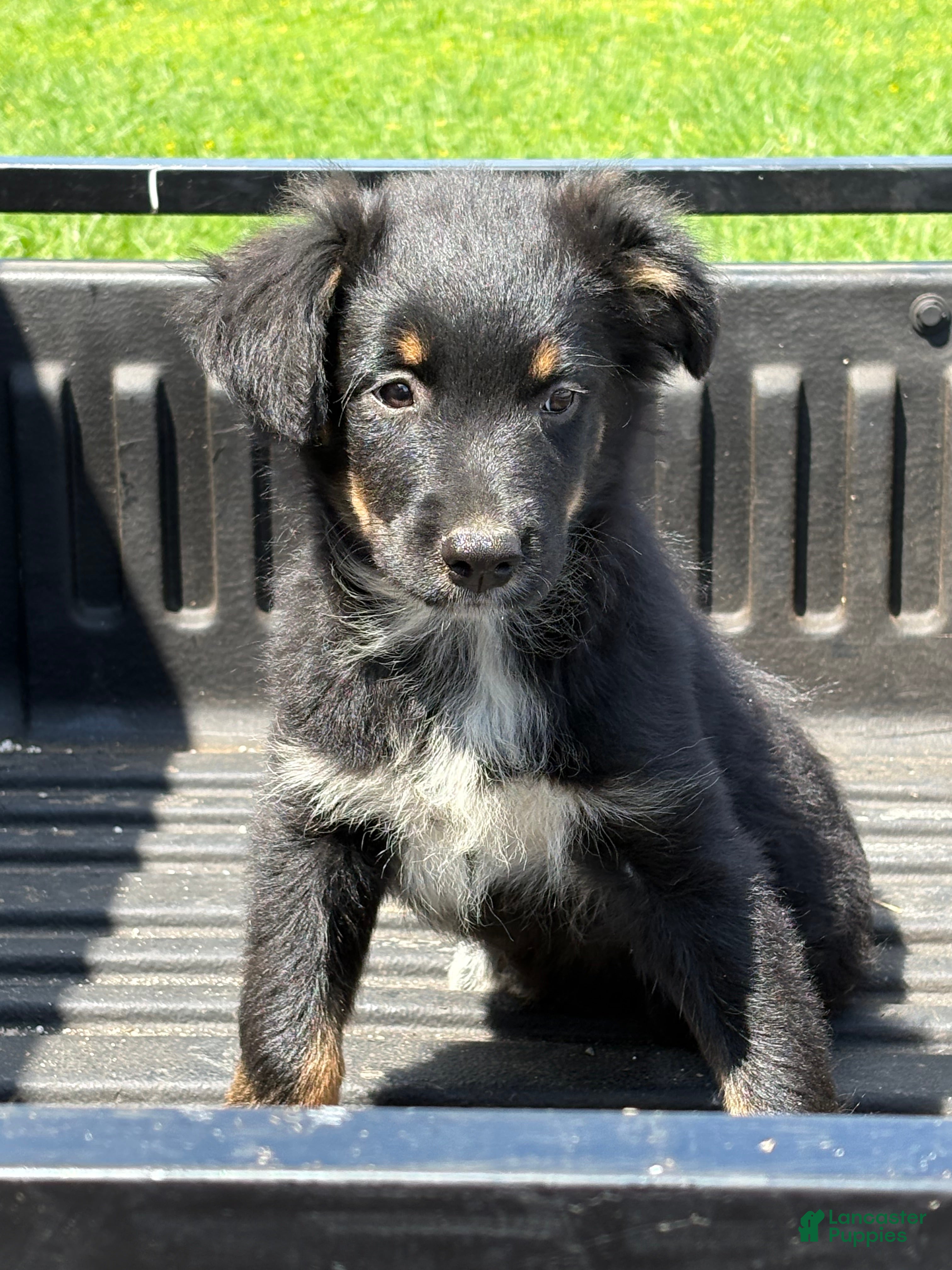 Australian Shepherd dogs Dakotah - Ad 2