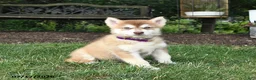 Alaskan Malamute dogs for sale: Satin - Ad 3