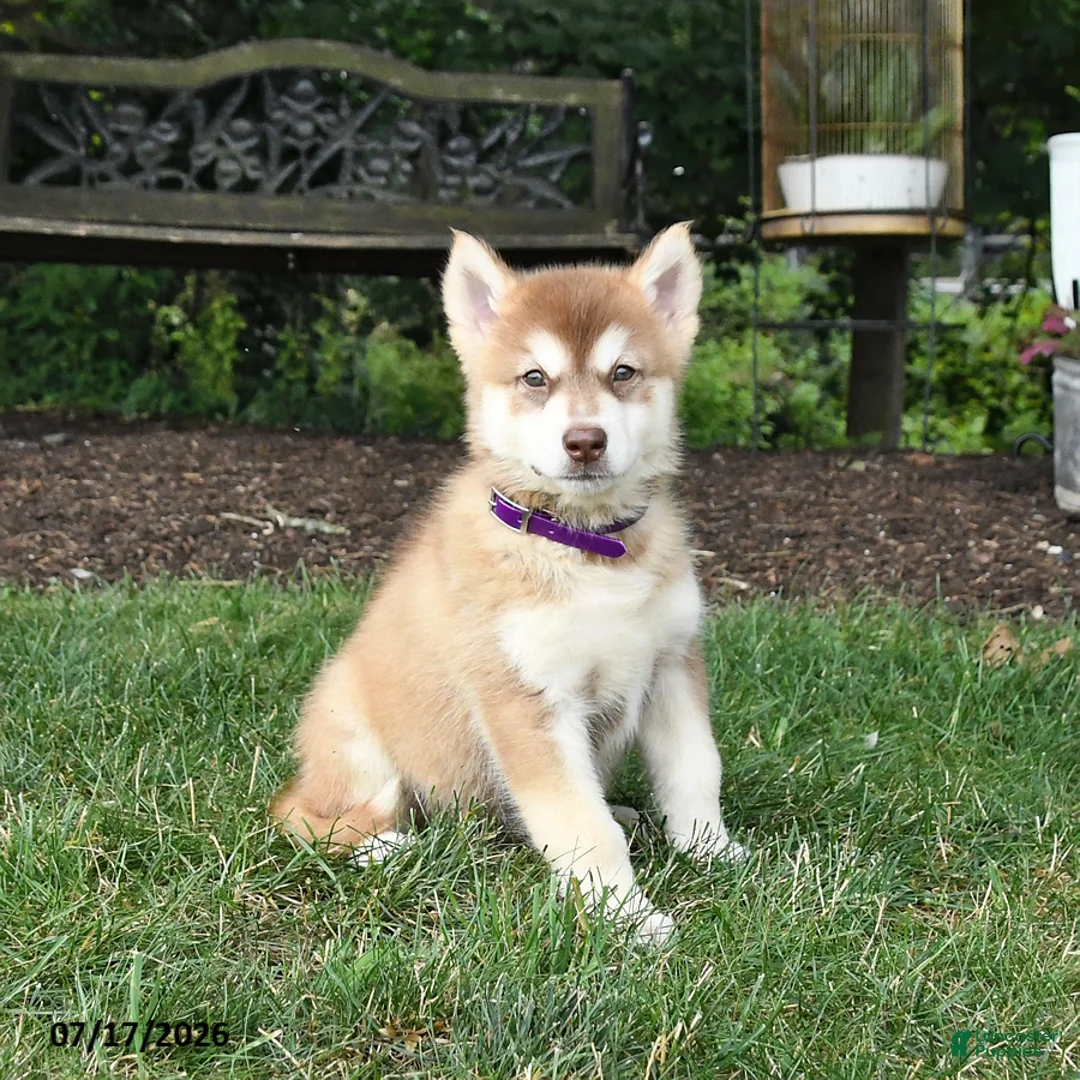 Alaskan Malamute dogs for sale: Satin - Ad 3