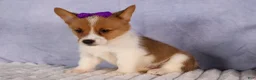 Welsh Corgi Pembroke dogs for sale: Bambi🎀 - Ad 15