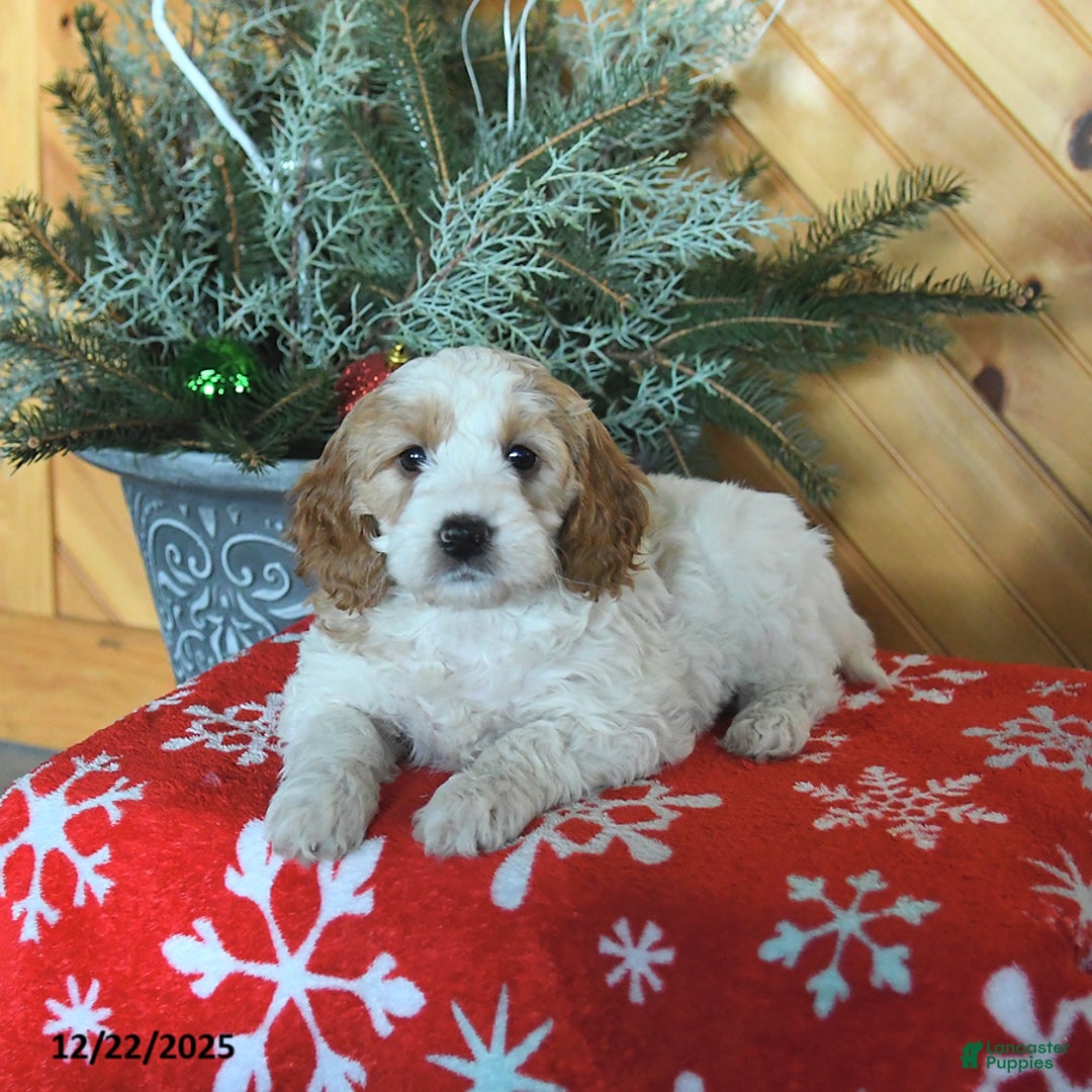 Mini Goldendoodle dogs for sale: Sierra - Ad 4